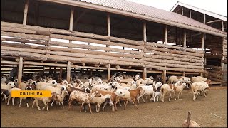 Sheep Farming Boosts Lihoods In Ankole  Microfinance Support Centre Drive