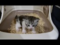 生後３０日ぐらい　トイレが上手く出来ないで鳴く猫の赤ちゃん　　【ねこ cat】