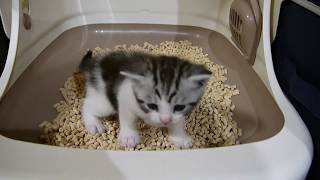 生後３０日ぐらい　トイレが上手く出来ないで鳴く猫の赤ちゃん　　【ねこ cat】