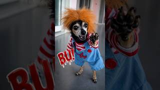 OS CACHORROS MERECEM?
