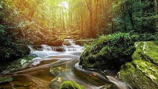 Good morning with nature waterfall,bird singing relaxing sound@Sansushav351