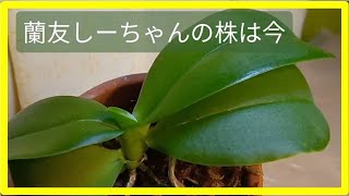 蘭友の胡蝶蘭と今年やってきて植え替えた胡蝶蘭の今