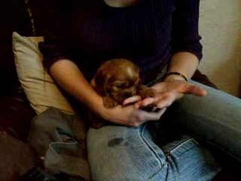 4 Week Old Ruby Cavalier King Charles Spaniel Puppy Tilly