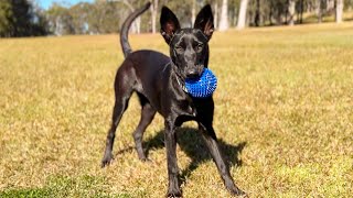 Early Mornings | Abra Chat | Malinois Dutch Shepherd