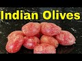 Indian Olive (Elaeagnus latifolia) - Weird Fruit Explorer Ep 302