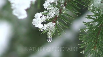 Snow Melting From A Sitka Spruce Tree Branch.
