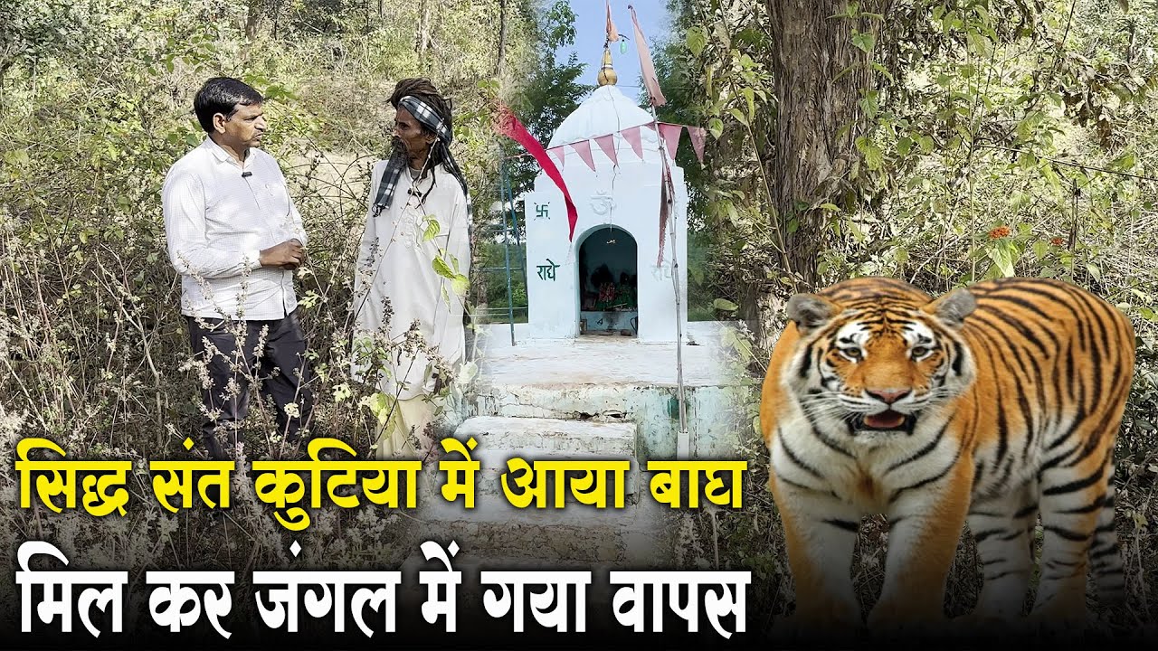 कर्का में संत की कुटिया में आया बाघ मिल करके गया जंगल में वापस 