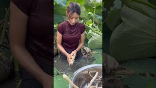 Lotus Roots Harvesting the Most Difficult Farming Techniques!#shorts #farming #plants