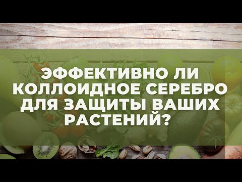 Эффективность коллоидного серебра и меди. Проверяем препараты Зерокс, Ридомил Р, Серебромедин.