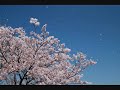 Natural High Flower