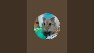 【最終日】【とある男の夏の朝自習室】~8:50まで頑張りましょう!(study with me)