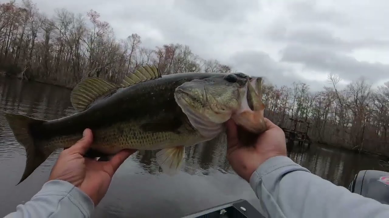 We Catch em’ in Amelia, Pre-Spawn Fish on Top water!