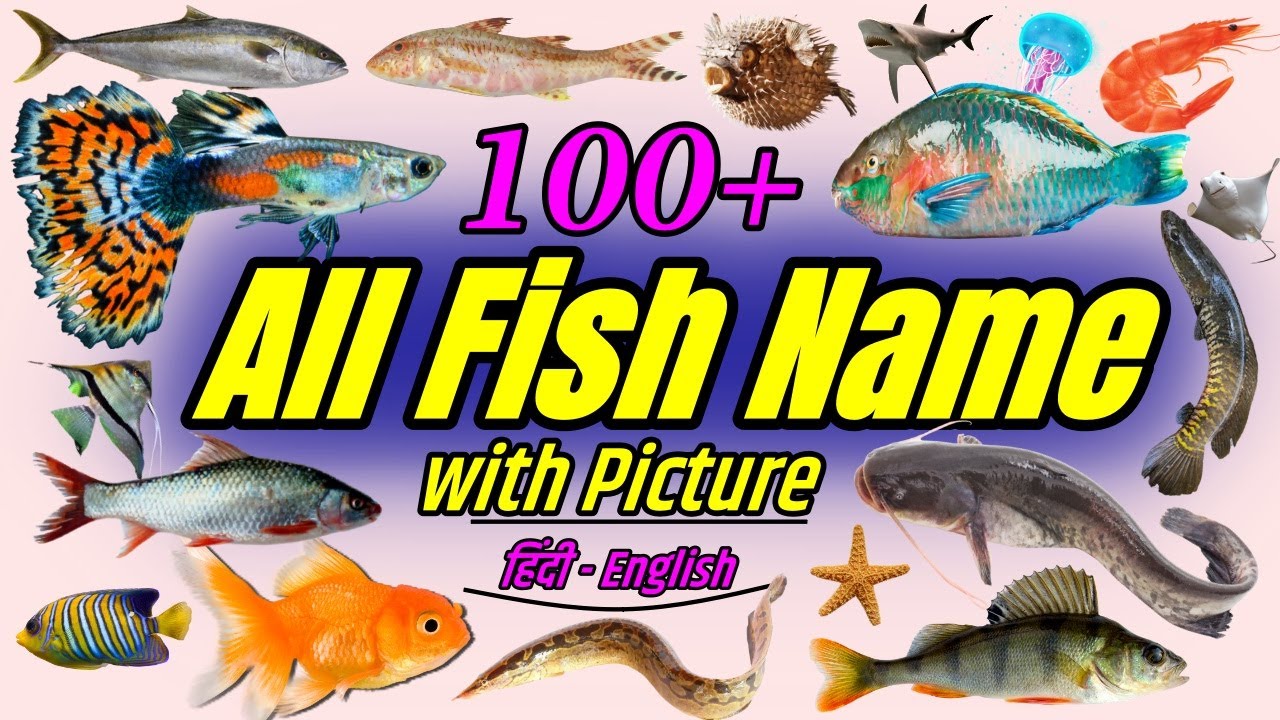 Fish name. Fish in English.