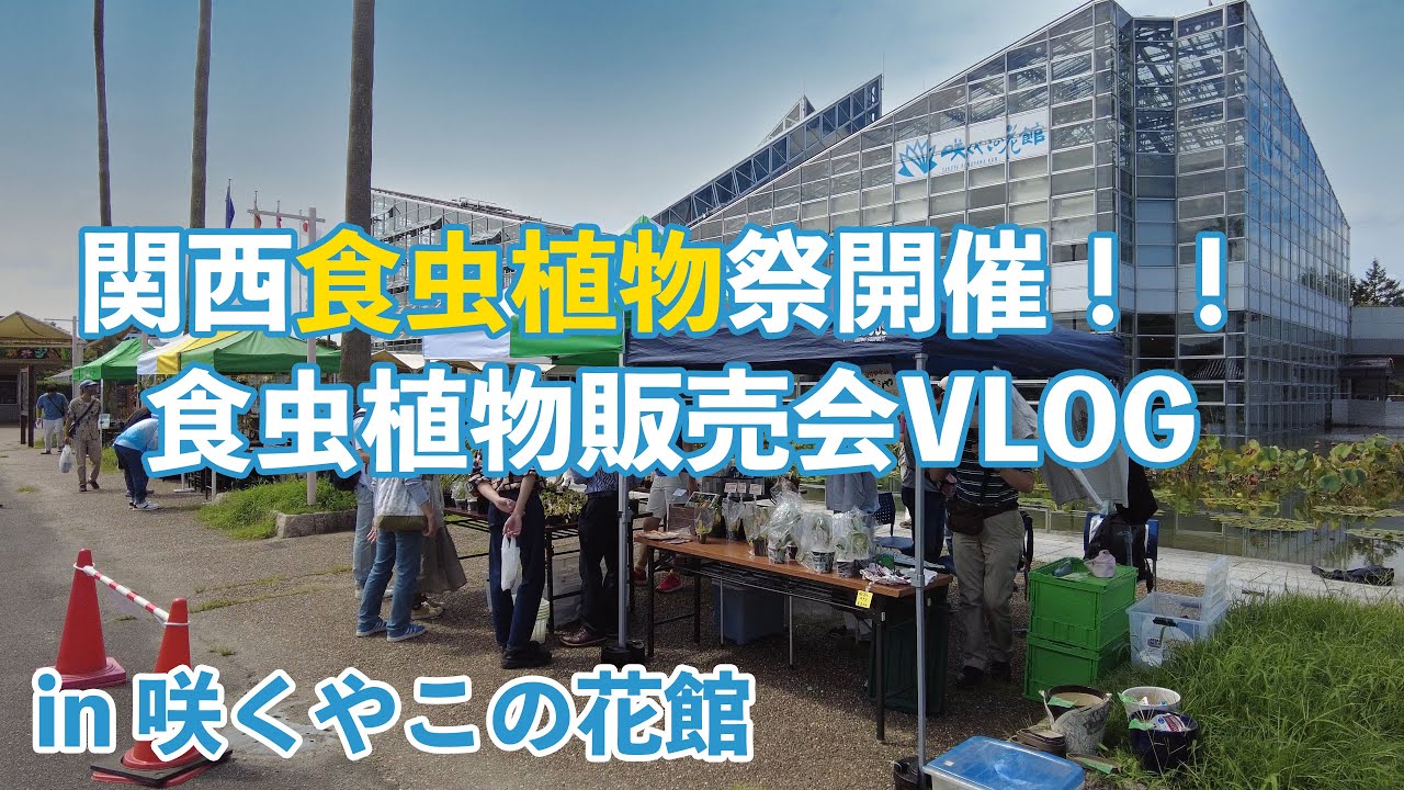 関西食虫植物愛好会vlog 夏の販売会イベント 虫を食べる植物展 In咲くやこの花館 Youtube
