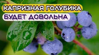 Лучший бесплатный грунт для голубики.  Удобрение для голубики.  Хвойный опад.