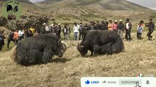 These Two Big Yaks are Fight in Yak enclosure 🤜🏽🤛🏽🔥🔥🔥🦬🦬