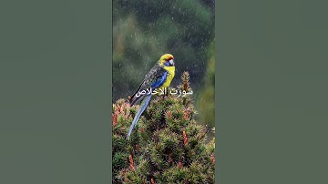 #سورة_الإخلاص #egzonibrahimi #dreamscreenai #ikhlas #lifeisbutadream