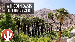 Borrego Palm Canyon Trail Hike (4K) | AnzaBorrego Desert State Park, California