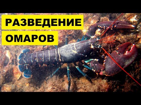 Видео: Как спариваются омары?