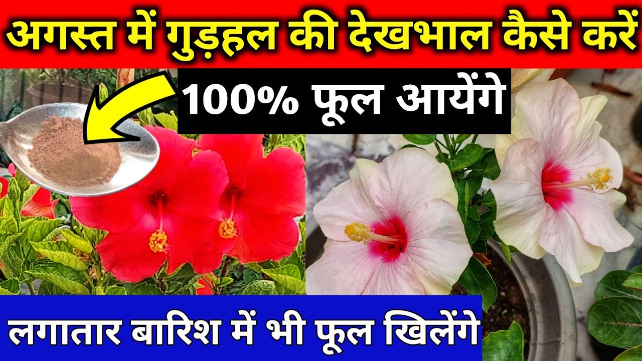 Hibiscus plant care tips.Best fertilizer (homemade) for hibiscu.August