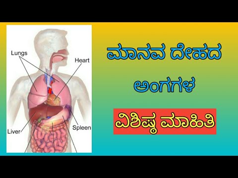 Unique information of human body organs in Kannada - YouTube