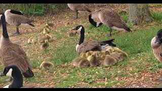 #Legion ! Canada #goose #baby's morning routine 20230516