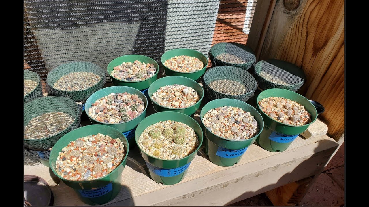 Как вырастить кактус из семян (мамиллярия, ариокарпус, эхиноцереус и другие)