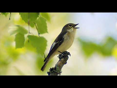 ბულბულის გალობა