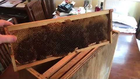 How to set up a swarm trap for capturing honey bees