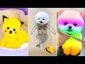 Cute pomeranian puppies doing funny things 9  cute and funny dogs  box studios