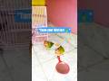 "How to Tame Your Bird 🥰| Make Your New Bird Comfortable at Home 🐦🏡#NewBirdTips #LovebirdTutorial"
