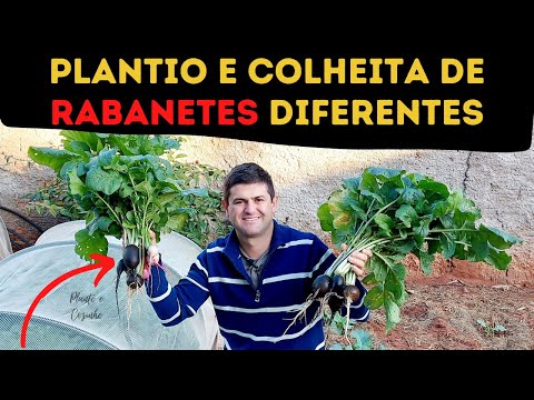 Vídeo: O que são rabanetes de melancia e qual é o gosto dos rabanetes de melancia
