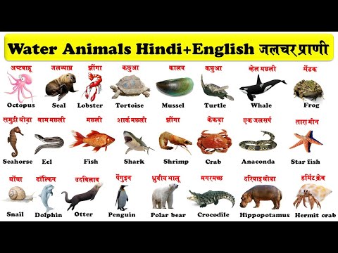 Water Animals In English And Hindi With Pdf | जलचर प्राणी | aquatic animals  | sea creatures |