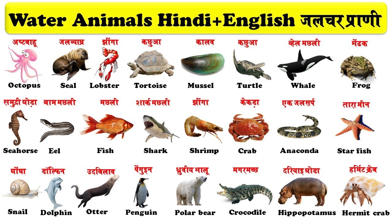 Water Animals In English And Hindi With Pdf | जलचर ...