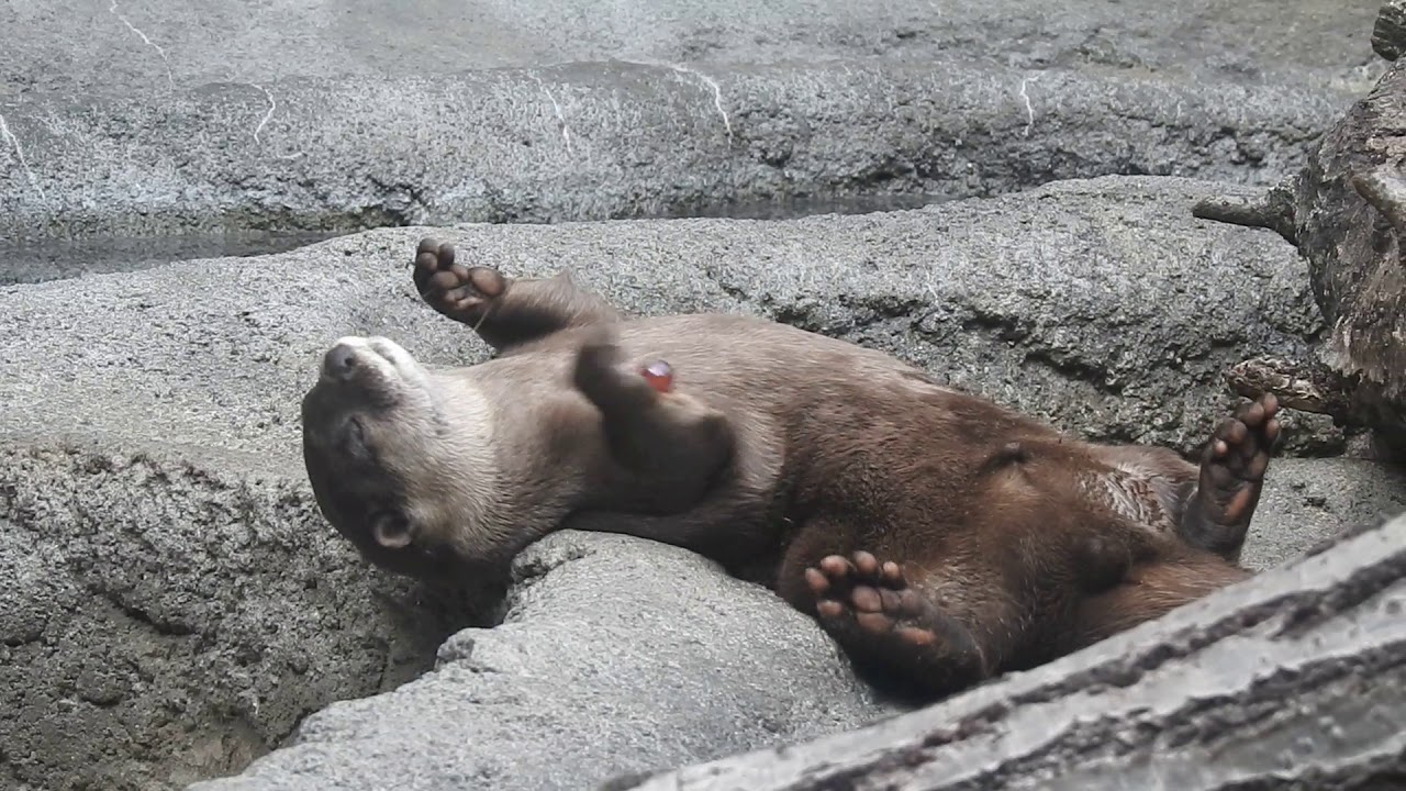 コツメカワウソ ビー玉でお手玉 多摩動物公園 Youtube