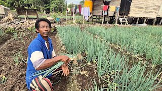 Download Lagu PAK SUDIWANI SEKELUARGA MERAWAT DAUN BAWANG; CERITA KELUARGA RANTAU DI LAHAN TRANSMIGRASI KALIMANTAN MP3 Download Lagu PAK SUDIWANI SEKELUARGA MERAWAT DAUN BAWANG; CERITA KELUARGA RANTAU DI LAHAN TRANSMIGRASI KALIMANTAN MP3