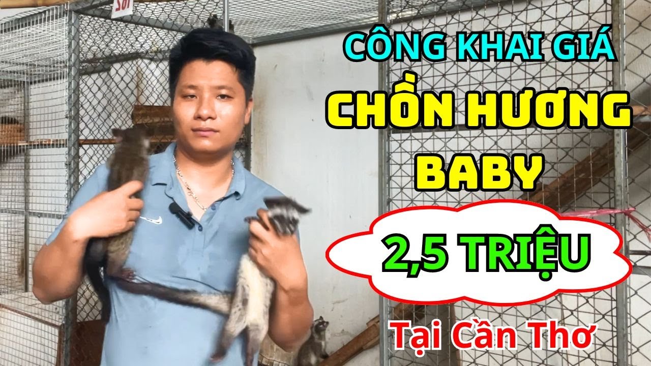 Công Khai Giá Chồn Hương Baby Tại Trại Chồn Sinh Sản Cần Thơ, Kỹ Thuật ...