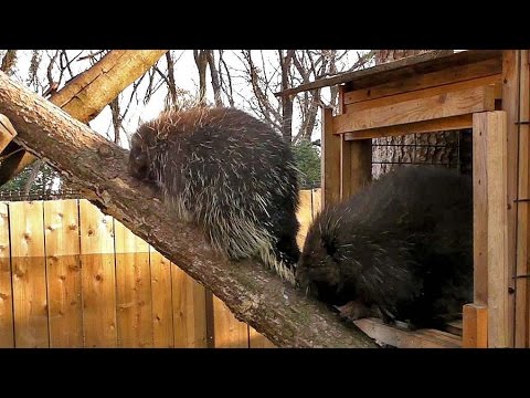 カナダヤマアラシの鳴き声 Crying Canadian Porcupine Youtube