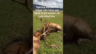 Try To Cut The Elk Free