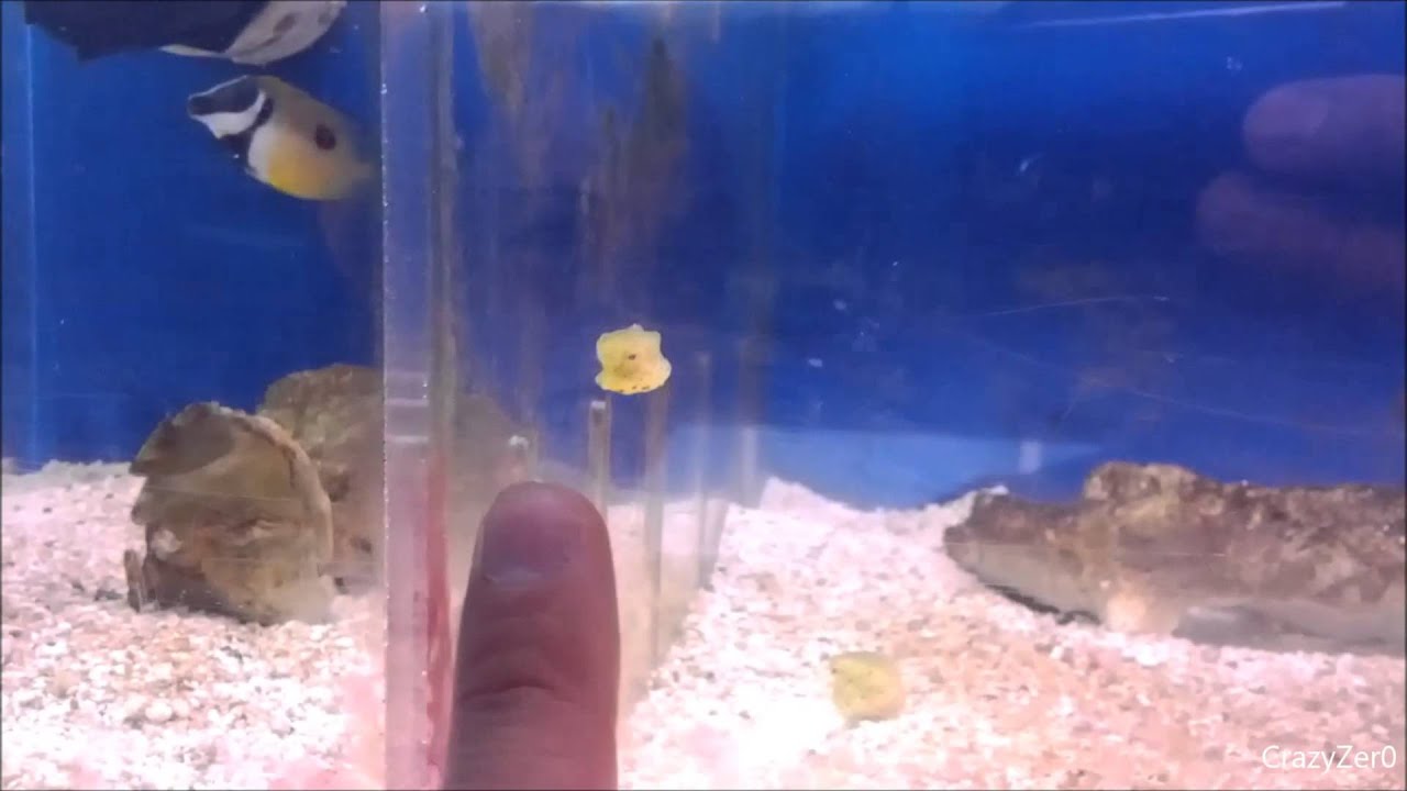 Cutest Fish Alive Baby Box Fish YouTube