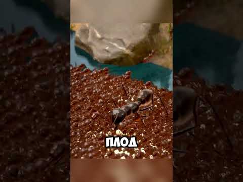 Что происходит с муравьями когда их гнездо затапливают? @SimplifiedFrames