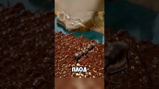 Что происходит с муравьями когда их гнездо затапливают? @SimplifiedFrames