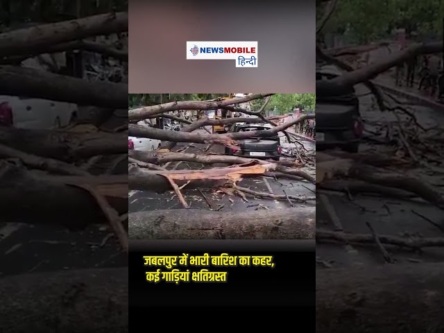 जबलपुर में बारिश का कहर! पेड़ गिरने से कई वाहन क्षतिग्रस्त