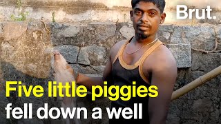 Five little piggies fell down a well by Brut India 4,760 views 12 days ago 3 minutes, 29 seconds