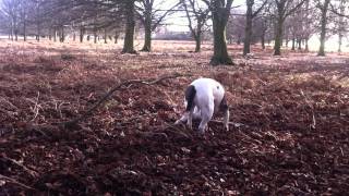 The Alpha Pack - Jesus Christ in Richmond Park