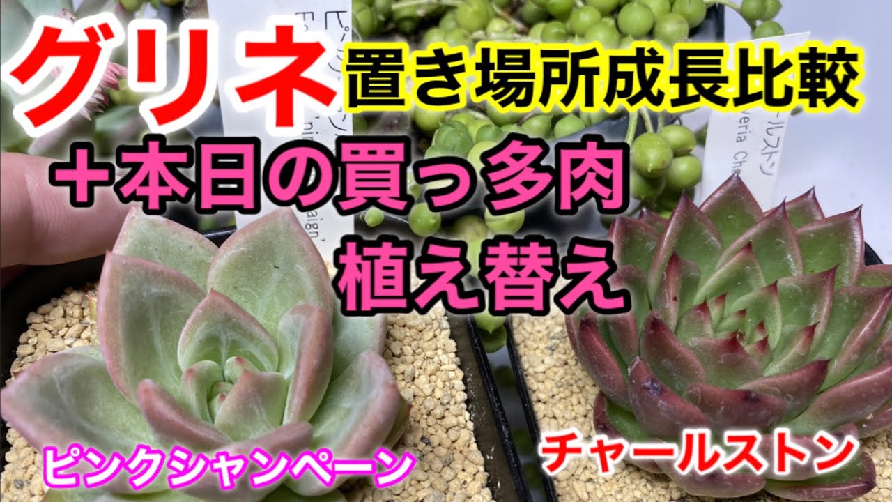 多肉植物 グリーンネックレスの置き場所成長比較と本日の買っ多肉紹介 植え替え Youtube