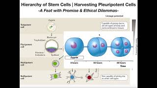 What's the Deal with Induced Pleuripotent Stem Cells (iPSCs)?