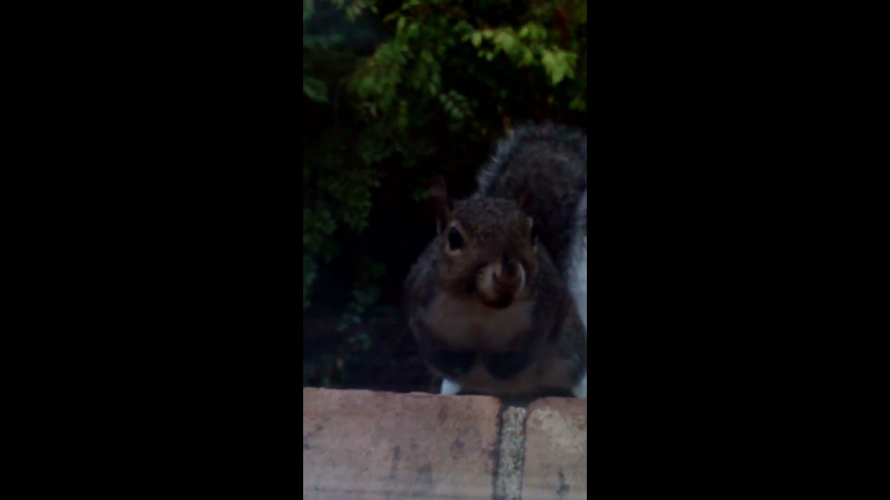  Squirrel  on an air  conditioner  YouTube