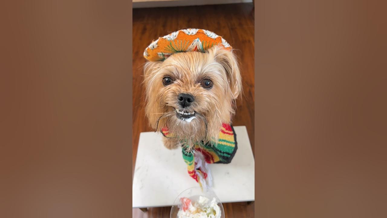 Cinco De Mayo Recipe Add A Pinch Of Humor A Dash Of Celebration And cinco-de-mayo-recipe-add-a-pinch-of-humor-a-dash-of-celebration-and