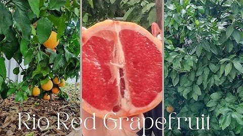 Rio Red Grapefruit Tree and Taste Test.
